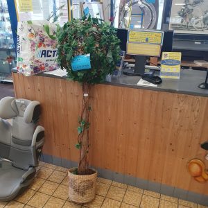 Fausse plante (11296)